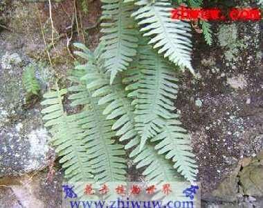 水龙骨的药用价值