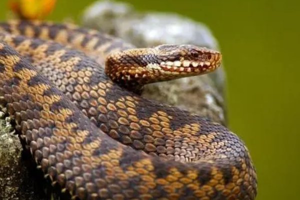 手到擒来是什么意思又形容比喻什么生肖