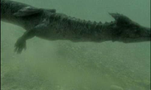 发大洪水是“走蛟”吗?现在还有人见过吗?