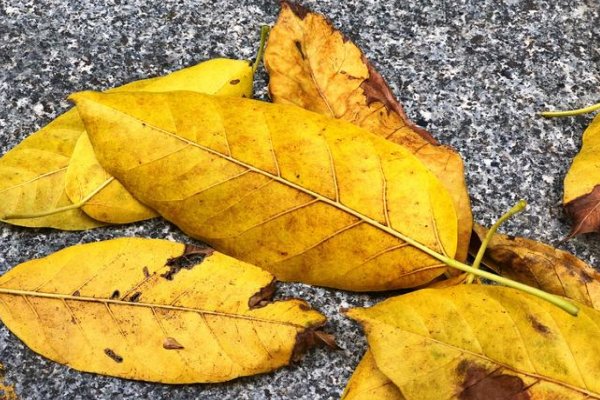 最后一片树叶这个故事让我明白了什么道理