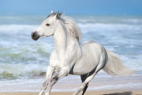 十二生肖排序年龄对照表