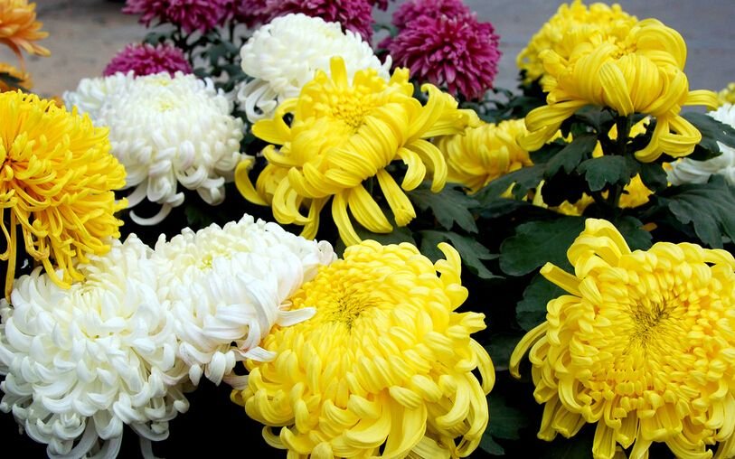 什么花在10月开