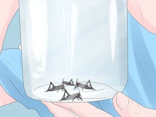 怎么抓蟋蟀王？