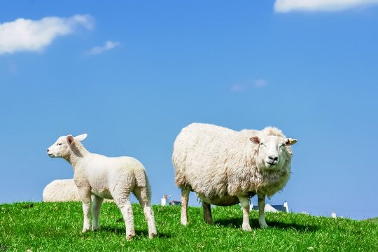 十二生肖排序年龄对照表