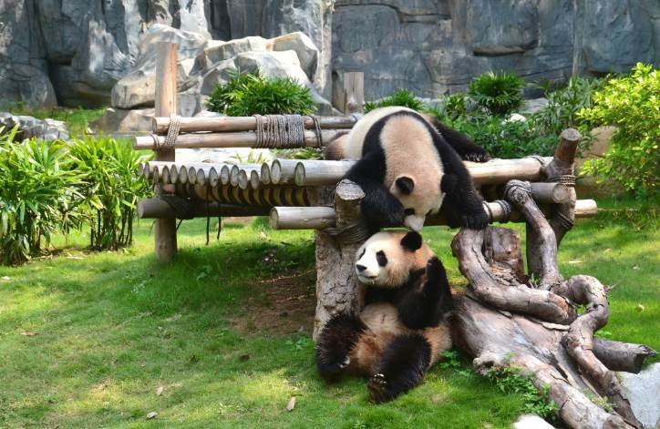 动物园里有哪些动物？