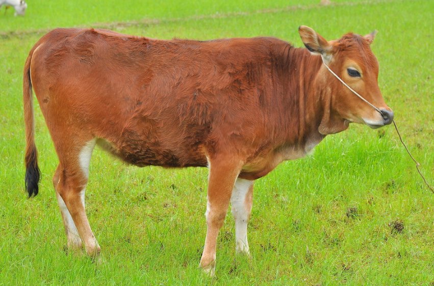 春种秋收是什么生肖动物