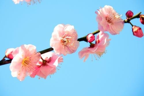 三月份开什么花？