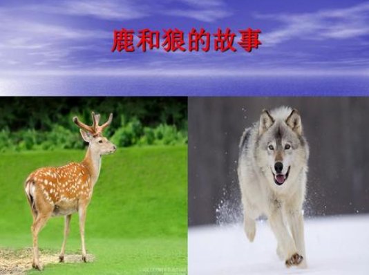 鹿和狼的故事的主要内容