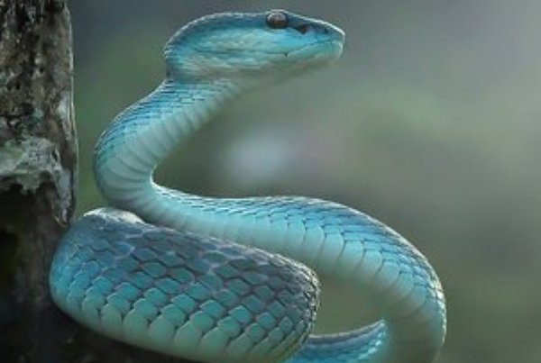 世界上最罕见的毒蛇