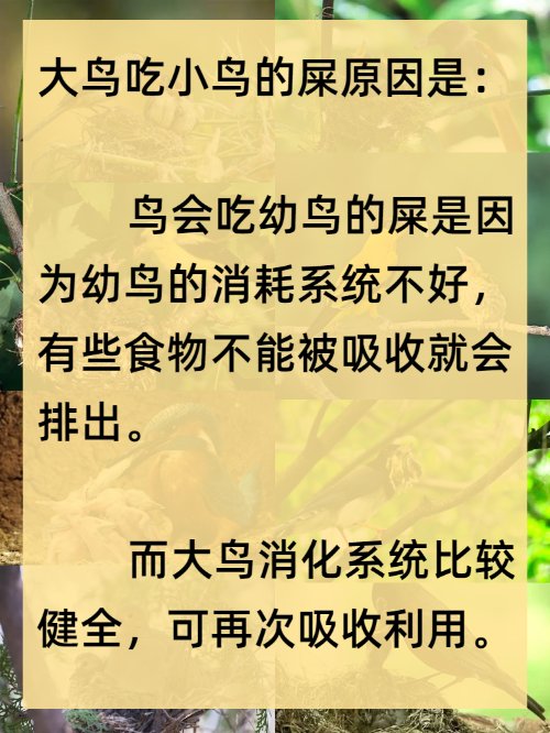 大鸟吃小鸟的屎是为什么？