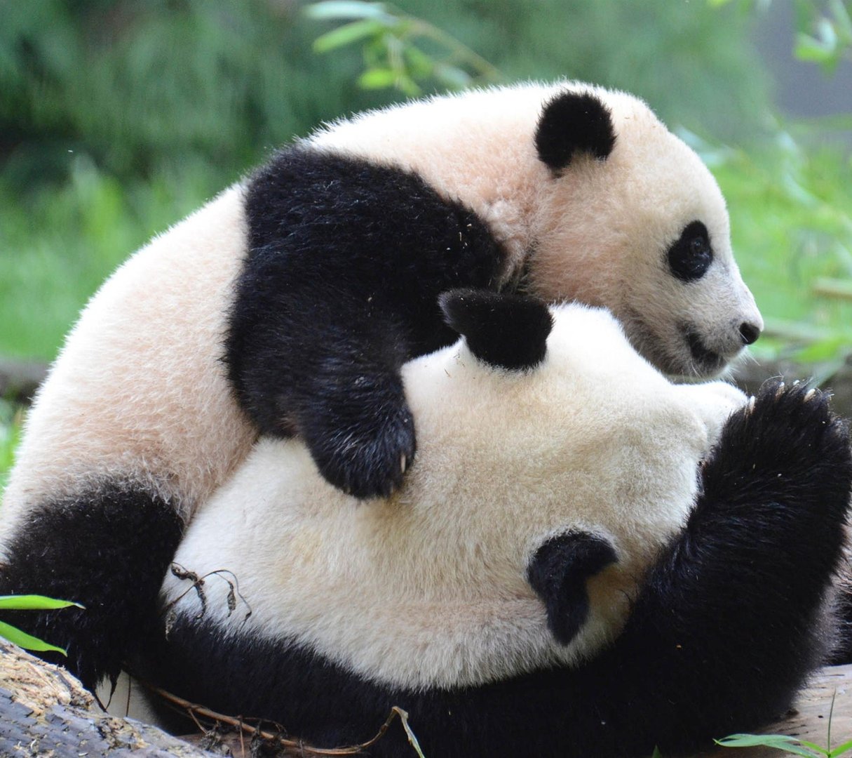 大熊猫咬人吗？