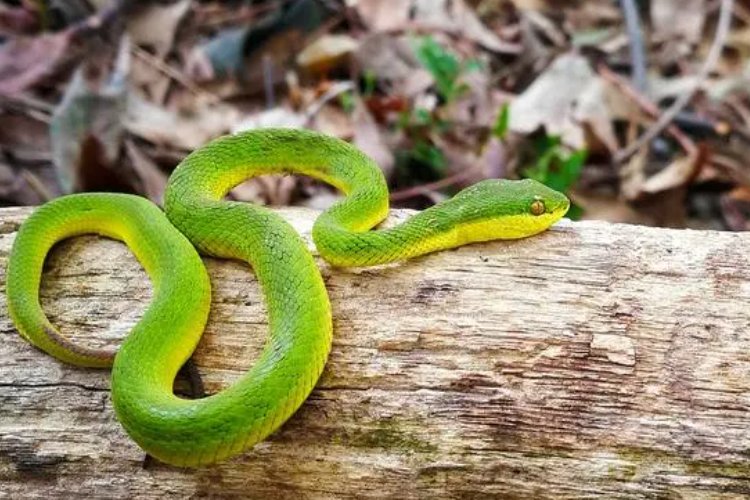 小山几座竹绿绿是什么动物