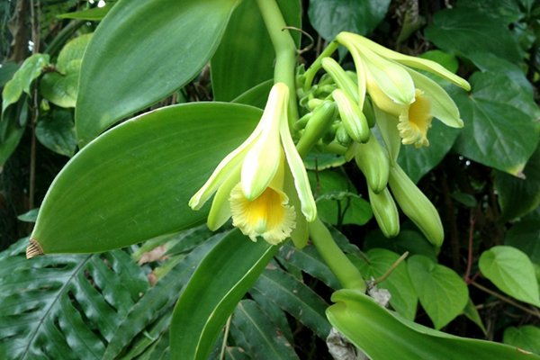 老外老说vanilla 是什么意思