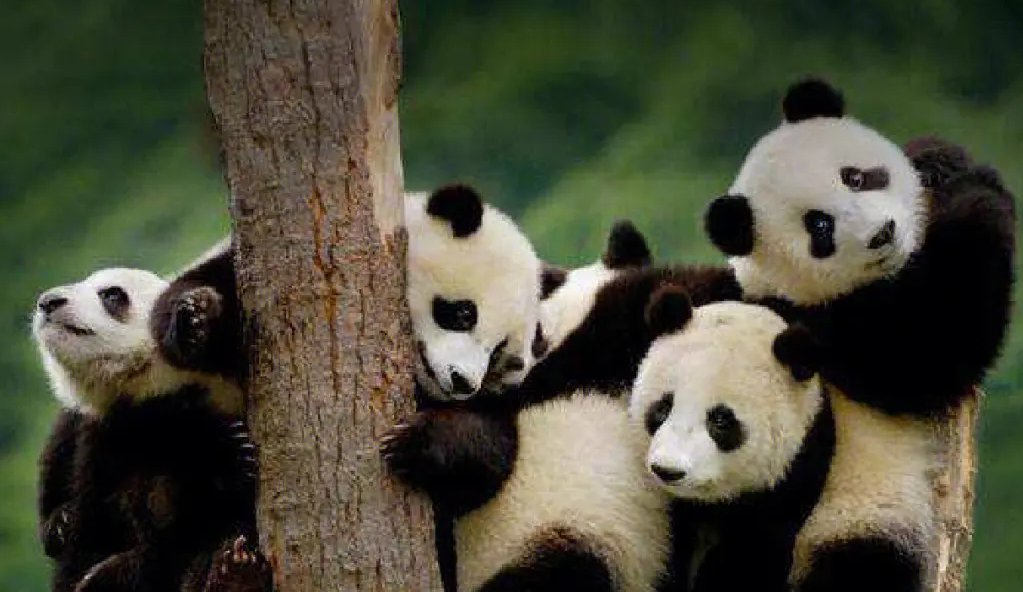 中国有多少只大熊猫？