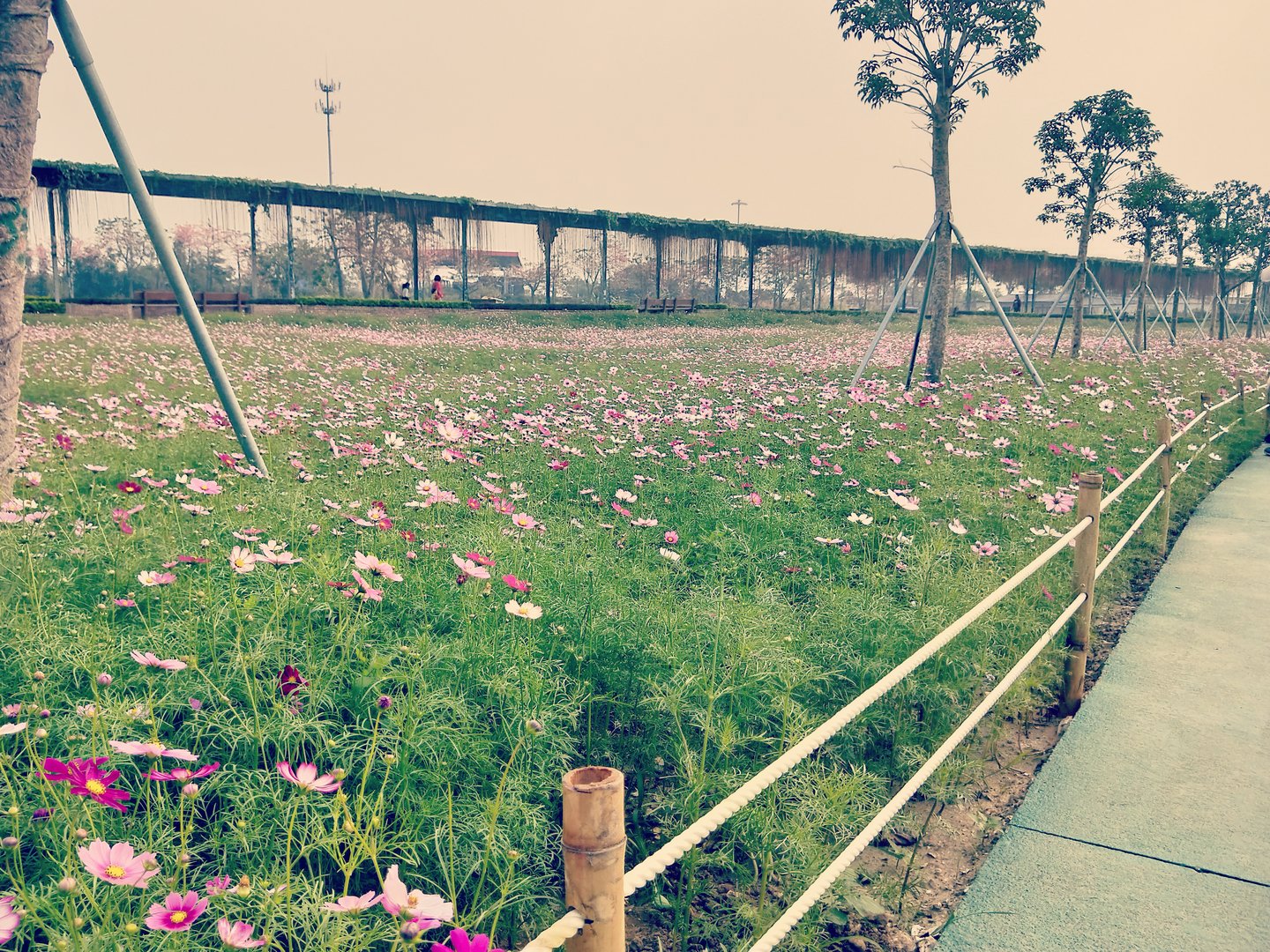 马赛克什么意思？