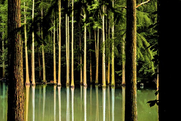 “挺”字的意思是什么？