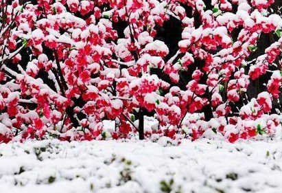 为什么说“瑞雪兆丰年”？