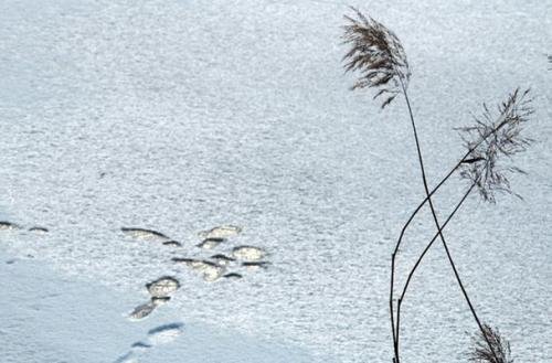 蒹葭苍苍,白露为霜.所谓伊人,在水一方,溯洄从之,道且阻长;溯游从之,宛在水中央.翻译成现代文是什么意思?