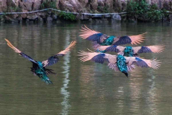 风华绝代打一个动物