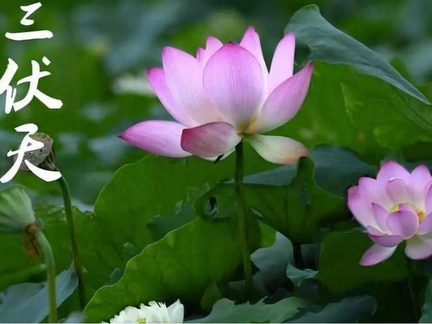 三伏天的最后一天是哪一天