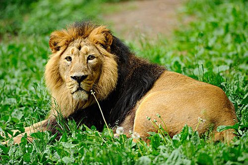 游客与动物园狮子互相吼叫,双方当时有何表现?