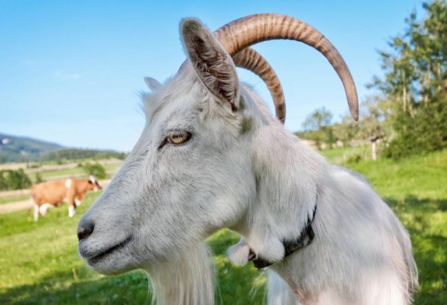 山羊脚印是什么样子的