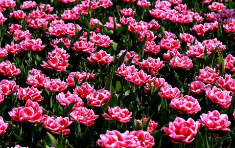 描写鲜花盛开的优美句子