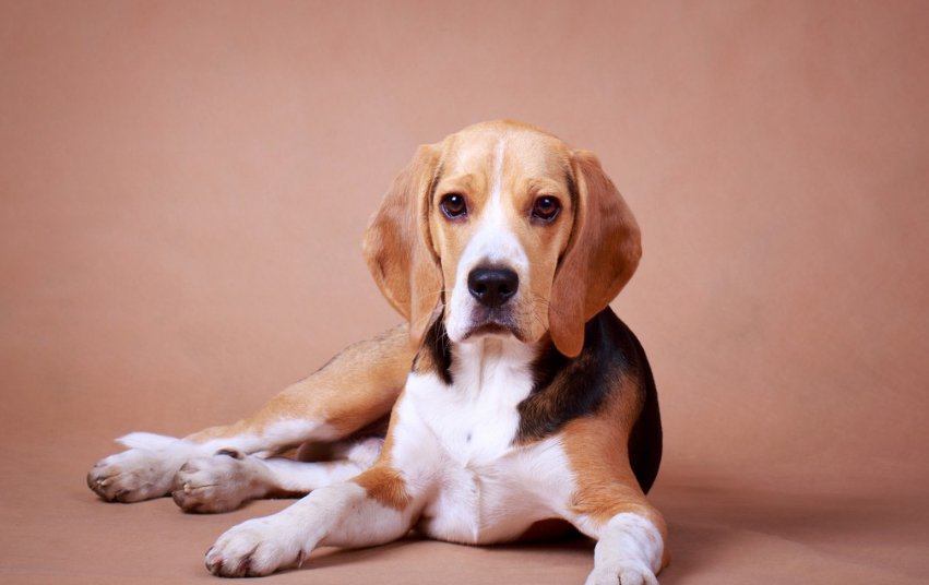 小动物的尾巴有什么作用？