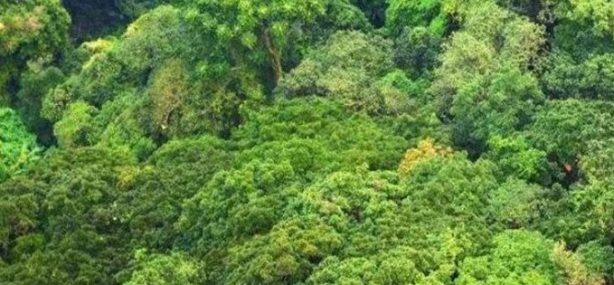 什么是常绿阔叶林？