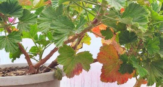 大花天竺葵耐寒多少度