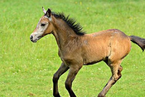 买先入为主的动物是什么生肖