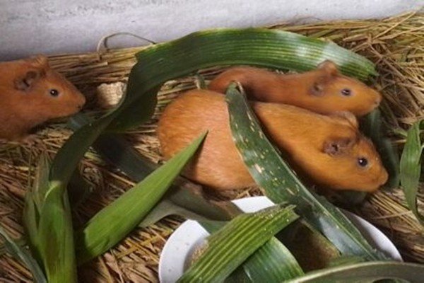 黄豚养殖，黄豚养殖技术视频，怎样养殖黄豚