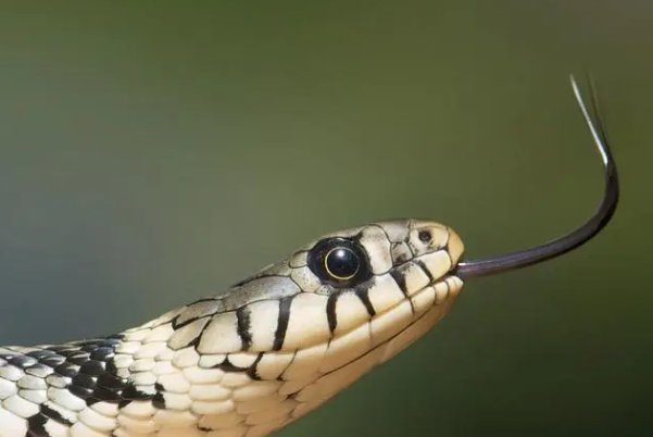 秋风过耳打一生肖代表