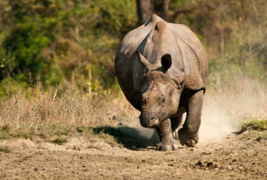 灰犀牛是什么意思?