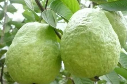 男子种出番石榴发视频炫耀后傻眼,到底发生了怎样的一幕?