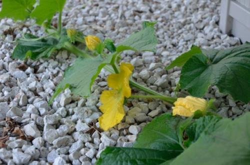 “夏末”是什么意思？