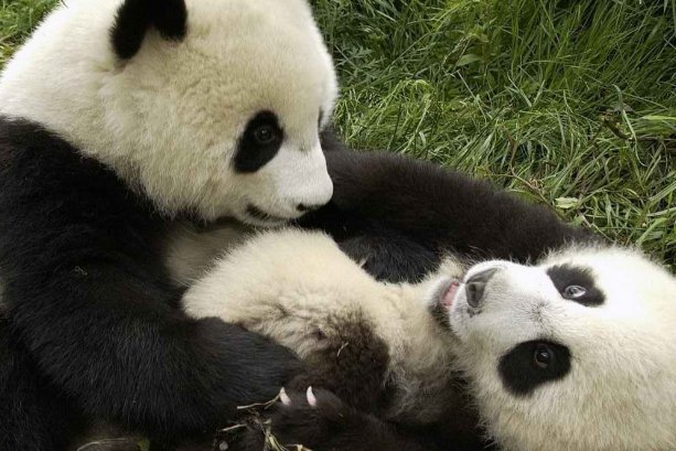 大熊猫走路的样子怎么形容