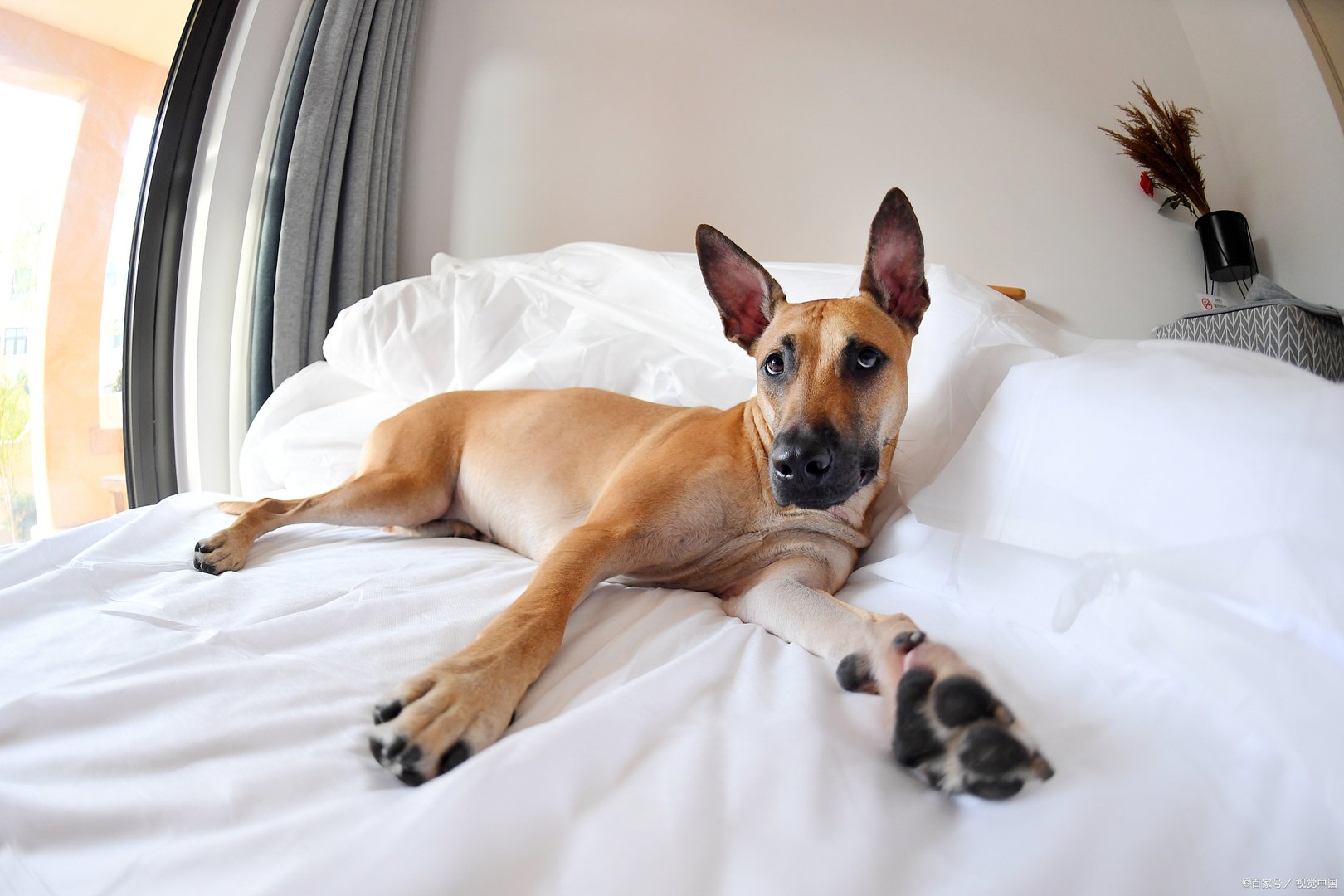 幽灵犬的名号是抗战时期才出现的,你知道马犬为什么叫幽灵犬吗?