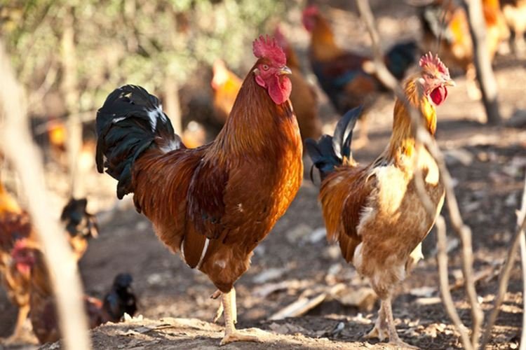 插翅难逃是什么动物？