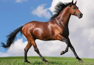 青梅竹马猜一生肖。