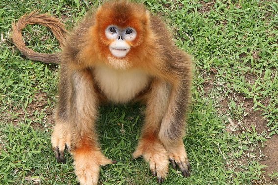 眉开眼笑代表什么生肖