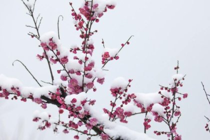 陆游《卜算子•咏梅》的翻译