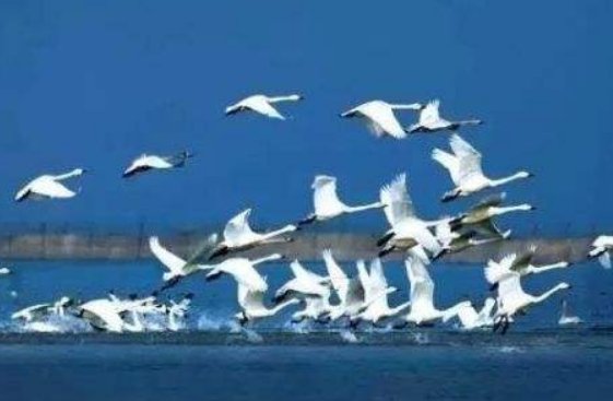 描写湖面平静的段落