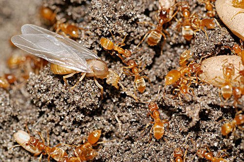 蚂蚁“死亡漩涡”是什么原理?为何一群蚂蚁会疯狂转圈?