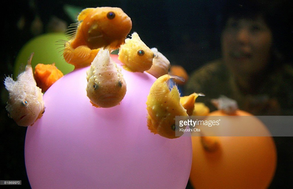 谁知道这是什么鱼