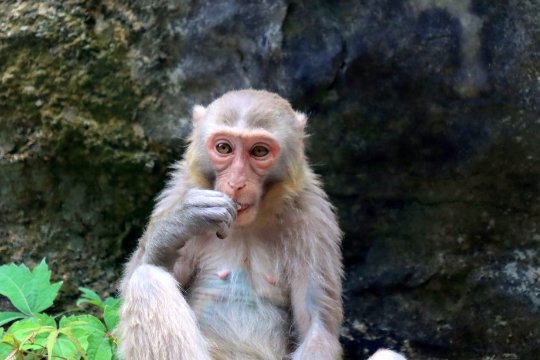 十二生肖排序年龄对照表