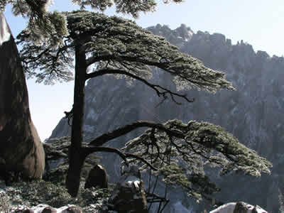 黄山四绝之首是＿＿＿＿＿，黄山石以＿＿＿＿取胜，以＿＿＿著称？