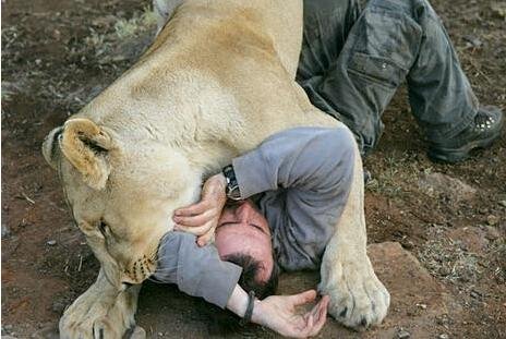 动物恋的动物恋与人类