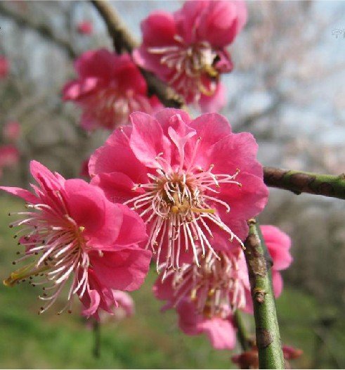 照水梅的栽培技术