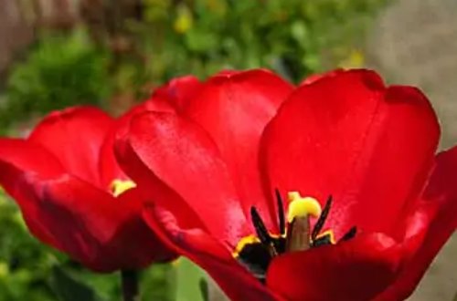 人无千日好，花无百日红的上一句。